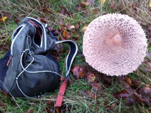 Fungi Workshops