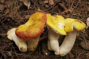 One of the most stunning looking mushrooms I've ever seen, the mix of red and yellow is out of this world.  This is a pine associate.