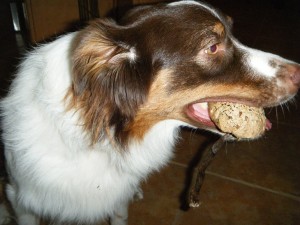 Watch your dogs!