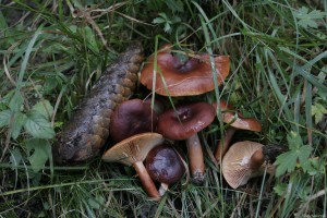 Lactarius badiosanguineus