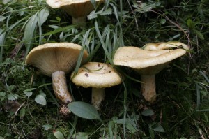 Lactarius scrobiculatus