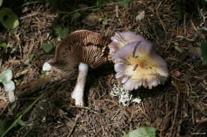 Cortinarius salor