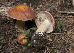 Cortinarius glaucopus var. acyaneus