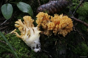 Ramaria flava