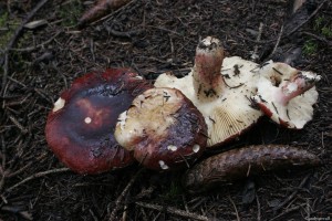 Russula favrei