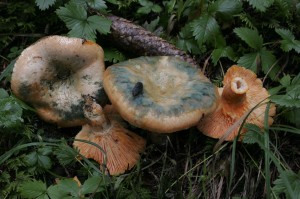 Lactarius deterrimus