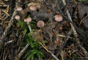 Mycena rosella