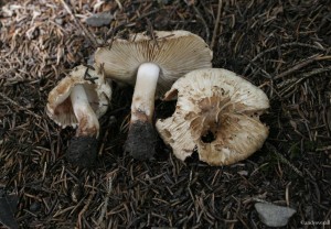 Inocybe bongardii