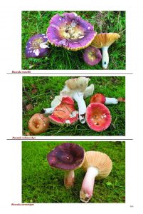 Russula in Urban Fungi